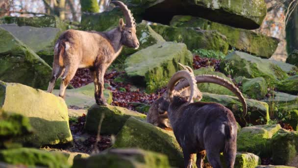 Közelkép Alpesi Ibex Egy Napsütéses Napon Ősszel — Stock videók