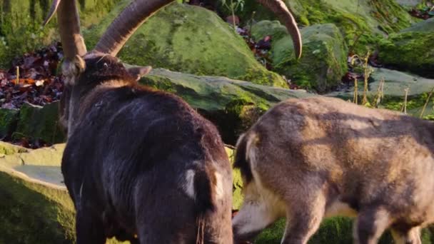 Közelkép Alpesi Ibex Egy Napsütéses Napon Ősszel — Stock videók