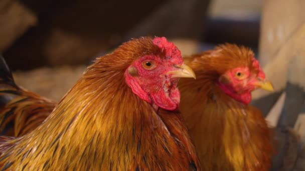 Primer Plano Cuatro Gallos Pollo Macho Día Soleado Otoño — Vídeos de Stock