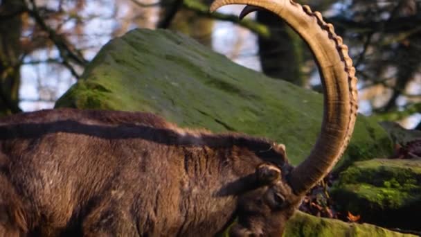 Κοντινό Πλάνο Του Αλπικού Ibex Μια Ηλιόλουστη Μέρα Φθινόπωρο — Αρχείο Βίντεο