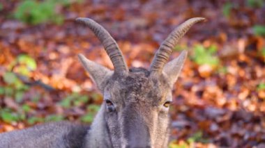 Güneşli bir sonbahar gününde Alp dağ keçisinin kapanışı