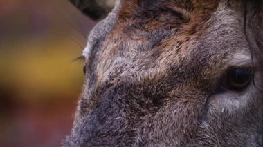 Kızıl geyiğe yaklaş.