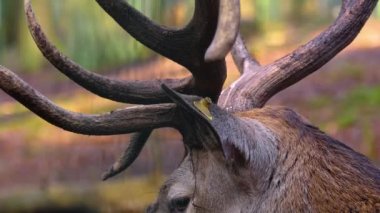 Kızıl geyiğe yaklaş.