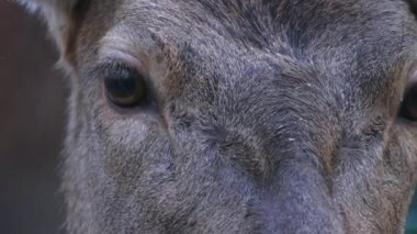 Kızıl geyiğe yaklaş.