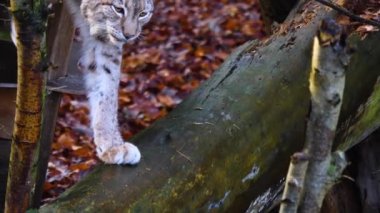 Sonbaharda güneşli bir günde Luchs 'u kapat..
