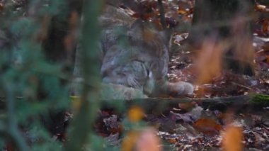 Sonbaharda güneşli bir günde Luchs 'u kapat..