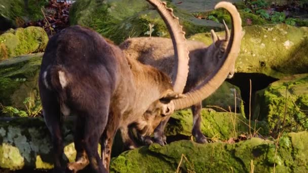 Κοντινό Πλάνο Του Αλπικού Ibex Μια Ηλιόλουστη Μέρα Φθινόπωρο — Αρχείο Βίντεο