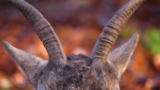 Κοντινό Πλάνο Του Αλπικού Ibex Μια Ηλιόλουστη Μέρα Φθινόπωρο — Αρχείο Βίντεο