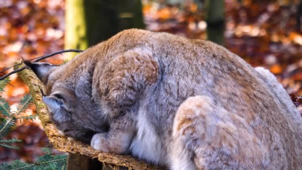 Sluiten Van Lynx Een Zonnige Dag Herfst — Stockvideo
