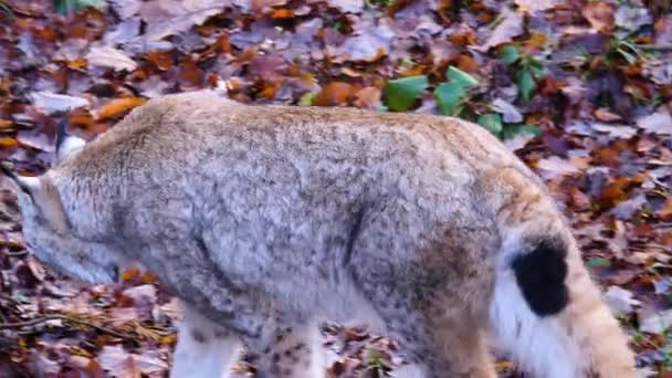 Detailní Záběr Lynx Slunný Den Podzim — Stock video