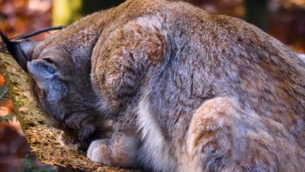 Sluiten Van Lynx Een Zonnige Dag Herfst — Stockvideo