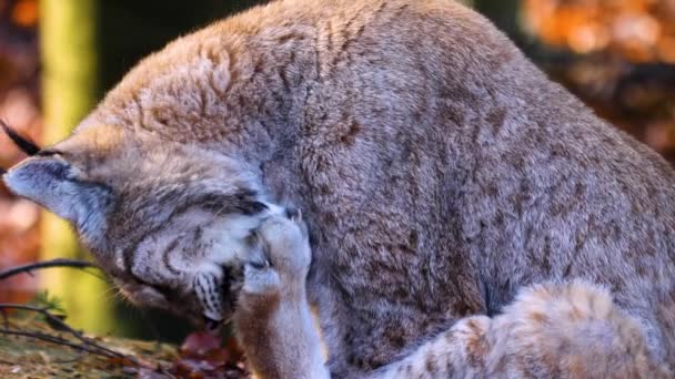 Sluiten Van Lynx Een Zonnige Dag Herfst — Stockvideo