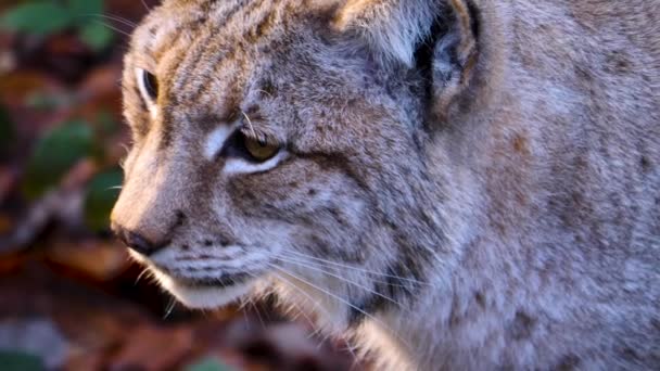 Sluiten Van Lynx Een Zonnige Dag Herfst — Stockvideo