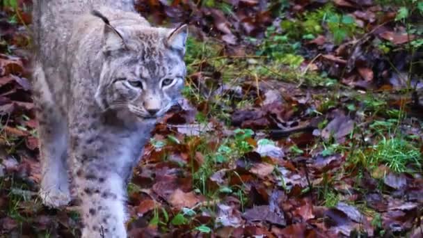 Närbild Lynx Solig Dag Hösten — Stockvideo