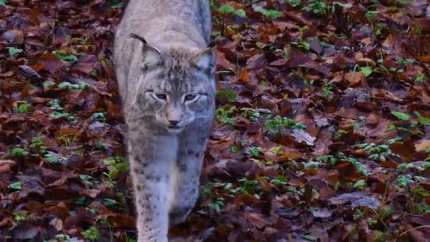 Detailní Záběr Lynx Slunný Den Podzim — Stock video