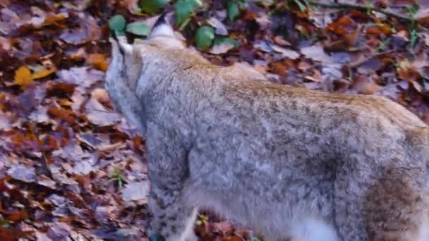 Detailní Záběr Lynx Slunný Den Podzim — Stock video