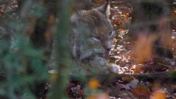 Close Lynx Sunny Day Autumn — Stock Video
