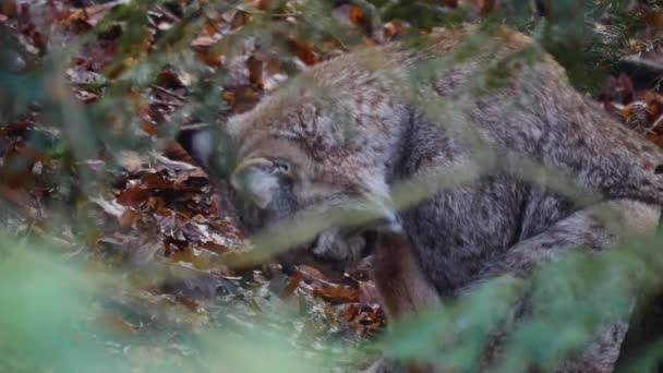 Gros Plan Lynx Par Une Journée Ensoleillée Automne — Video