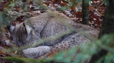 Sonbaharda güneşli bir günde Luchs 'u kapat..