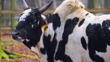 Zebu ineğine yaklaş.