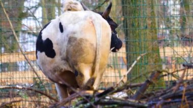 Zebu ineğine yaklaş.