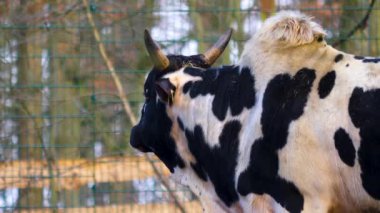 Sonbaharda zebu ineğini kapat.