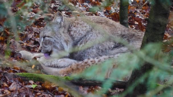 Detailní Záběr Lynx Slunný Den Podzim — Stock video