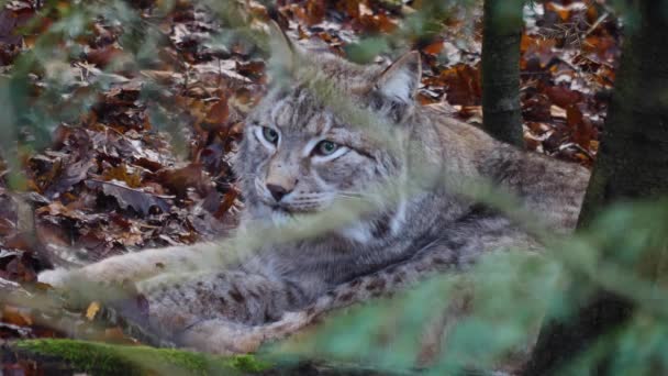 Close Lynx Sunny Day Autumn — Stock Video