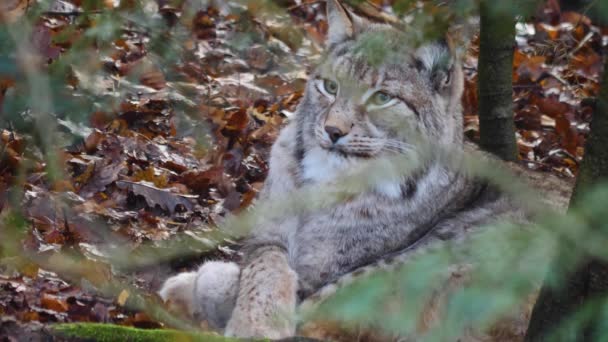Närbild Lynx Solig Dag Hösten — Stockvideo