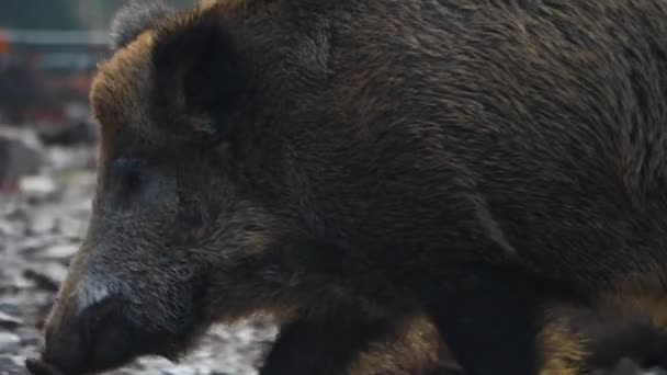 Nahaufnahme Von Wildschweinen Einem Sonnigen Herbsttag — Stockvideo