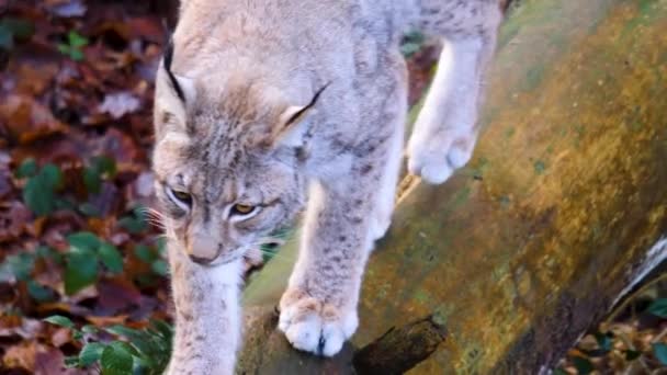 Närbild Lynx Solig Dag Hösten — Stockvideo