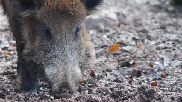 가을의 멧돼지를 가까이 구경하는 — 비디오