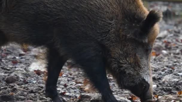 Nahaufnahme Von Wildschweinen Einem Sonnigen Herbsttag — Stockvideo