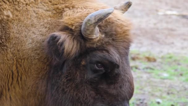 Gros Plan Tête Bison Par Une Journée Ensoleillée Automne — Video