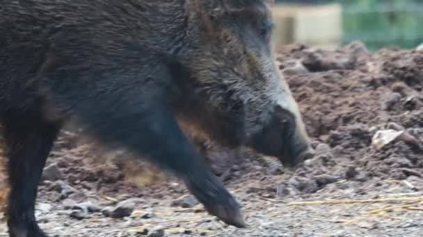 Nahaufnahme Von Wildschweinen Einem Sonnigen Herbsttag — Stockvideo