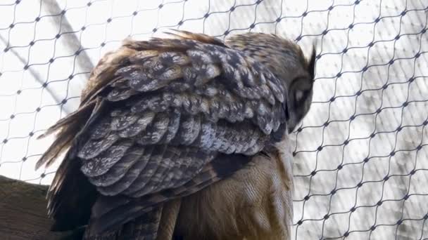 Close Owl Branch Cleaning Self — Stock Video