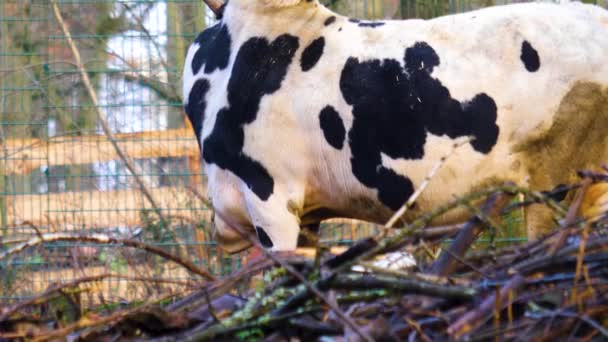 Zebu Ineğine Yaklaş — Stok video