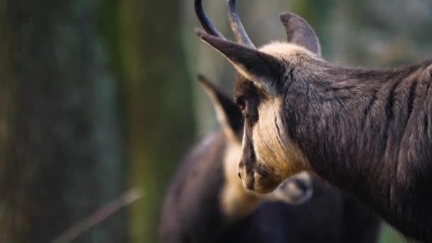 Крупним Планом Chamois — стокове відео