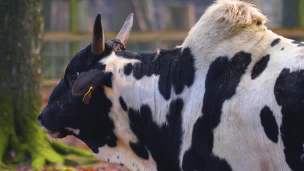 Sluiten Van Zebu Koe Herfst — Stockvideo