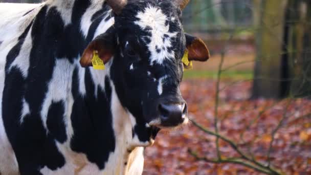 Nahaufnahme Von Zebu Kuh Herbst — Stockvideo