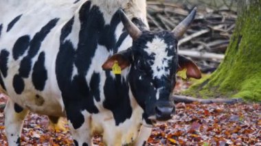 Sonbaharda zebu ineğini kapat.