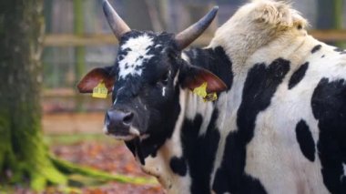 Sonbaharda zebu ineğini kapat.