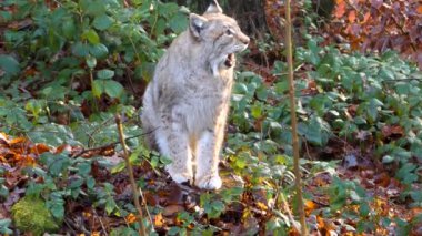 Sonbaharın güneşli bir gününde, ormanda Luchs 'a yakın.