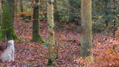 Luchs sonbaharda güneşli bir günde ormanda.