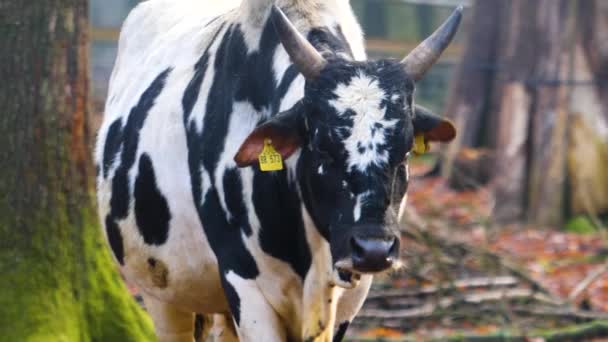 Sluiten Van Zebu Koe Herfst — Stockvideo