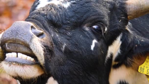 Close Zebu Cow Autumn — Stock Video