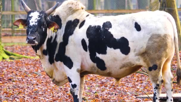 Nahaufnahme Von Zebu Kuh Herbst — Stockvideo