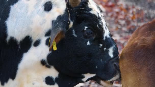 Nahaufnahme Von Zebu Kuh Herbst — Stockvideo