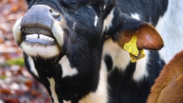 Nahaufnahme Von Zebu Kuh Herbst — Stockvideo