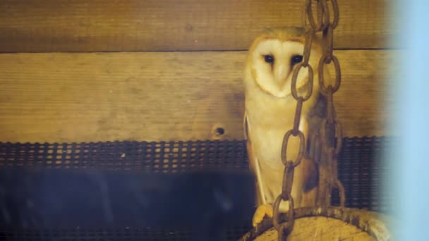 Close Barn Owl Barn — Stock Video